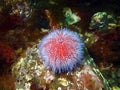 Sea urchin Echinus Royalty Free Stock Photo