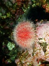 Sea urchin Echinus Royalty Free Stock Photo