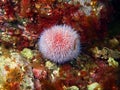 Sea urchin Echinus Royalty Free Stock Photo