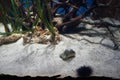 Sea urchin in the foreground. The sea urchin is a spiny, globular, echinoderm in the class Echinoidea. Qawra, Malta