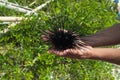 Sea urchin on hand Royalty Free Stock Photo