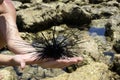 The sea urchin Royalty Free Stock Photo