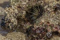 Sea urchin hid in coral in the surf. Sea urchins are members of the phylum Echinodermata, which also includes sea stars, sea Royalty Free Stock Photo