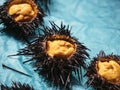 Sea urchin Japanese fresh raw food