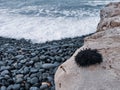 Sea urchin on a large rock with ocean view