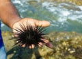 Sea urchin on a man& x27;s palm against the background of the sea
