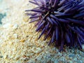 Sea Urchin, Mauritius Royalty Free Stock Photo