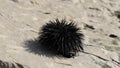 Sea urchin moves on the rock and stirs his quills. Time lapse