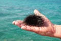 Sea urchin in the palm of a man.