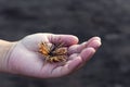 Sea urchin on the palm