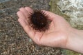 Sea urchin in the palm of your hand