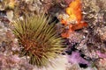 Sea Urchin, Cabo Cope Puntas del Calnegre Regional Park, Spain Royalty Free Stock Photo