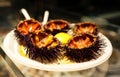 Sea urchin plate