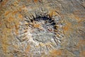 Sea urchin in Praia Jurassica