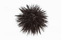 Sea urchin