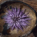 Sea Urchin Royalty Free Stock Photo