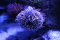 Sea urchin on the reef. Sea urchin in the aquarium. Little sea urchin.