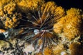 Sea urchin on rock. Sea urchin macro. Marine life at coral reef and its ecosystem at night Royalty Free Stock Photo