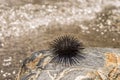 Sea Urchin on Rock Near Ocean Background Royalty Free Stock Photo