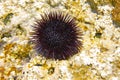 Sea urchin on a rock by the sea Royalty Free Stock Photo