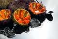 Sea Urchin rotating over gray background, close-up. Fresh open sea urchins