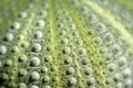 Sea urchin's closeup Royalty Free Stock Photo