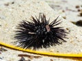 Sea urchin on a sand Royalty Free Stock Photo