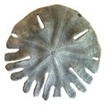 Sea urchin `sand dollar` Clypeaster humilis. Royalty Free Stock Photo