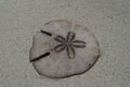 Sea urchin sand dollar on the white sand. Royalty Free Stock Photo