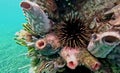 Sea Urchin and Sea Squirts at Port Neill Royalty Free Stock Photo