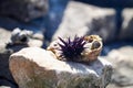 Sea urchin on a seashell , sea fauna , composition on a rock