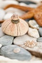 Sea urchin Royalty Free Stock Photo