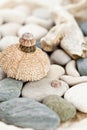 Sea urchin Royalty Free Stock Photo