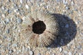 Sea-urchin shell back view photo Royalty Free Stock Photo