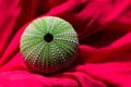 Sea urchin shell with beautiful green dot pattern texture on bright red textile background as ocean, nature, summer concept Royalty Free Stock Photo