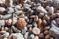 Sea urchin shell close-up on pebble stone beach Royalty Free Stock Photo