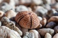 Sea urchin shell close-up on pebble stone beach Royalty Free Stock Photo