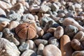 Sea urchin shell close-up on pebble stone beach Royalty Free Stock Photo