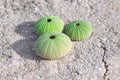 Sea Urchin Shell Conch Royalty Free Stock Photo