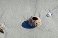 Sea urchin shell on a gray wet sandy beach Royalty Free Stock Photo