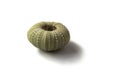 Sea urchin shell