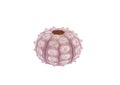 Sea urchin shell isolated on a white background with clipping path Royalty Free Stock Photo