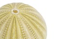 Sea urchin shell isolated on a white background with clipping path Royalty Free Stock Photo