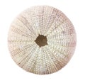 Sea urchin shell. Royalty Free Stock Photo