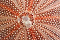 Sea Urchin Shell - Patterns In Nature Royalty Free Stock Photo