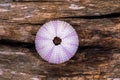 Sea Urchin Shell