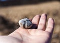 Sea urchin shell Royalty Free Stock Photo