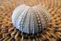 Sea urchin shell on rattan mat