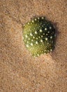 Sea-Urchin shell in sand Royalty Free Stock Photo