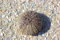 Sea-urchin shell top view photo Royalty Free Stock Photo